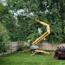 How Our Tree Care Process Works  in  Carrollton, GA