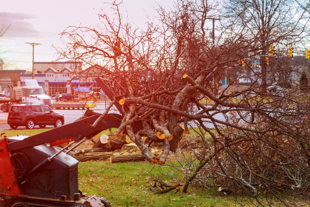 Best Tree Mulching  in Carrollton, GA