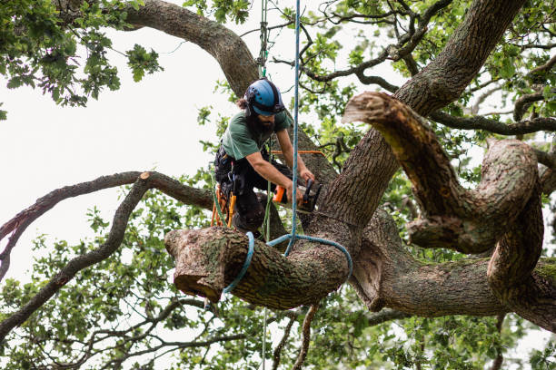 Best Tree Trimming and Pruning  in Carrollton, GA