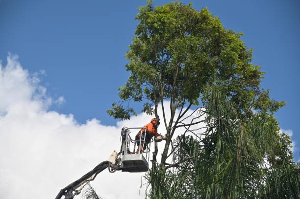 Best Tree Removal  in Carrollton, GA